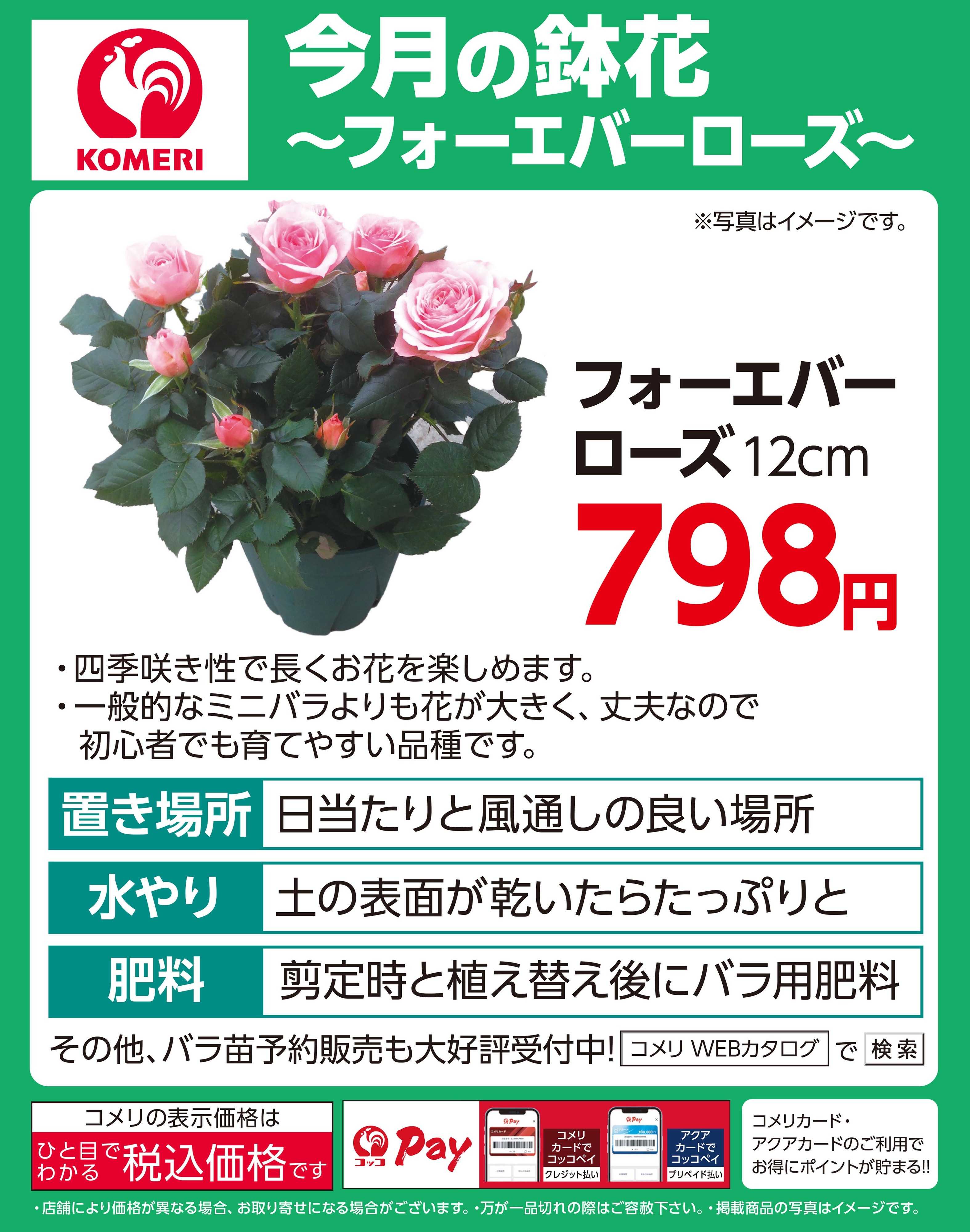 コメリハード＆グリーン 今月のおすすめ鉢花！