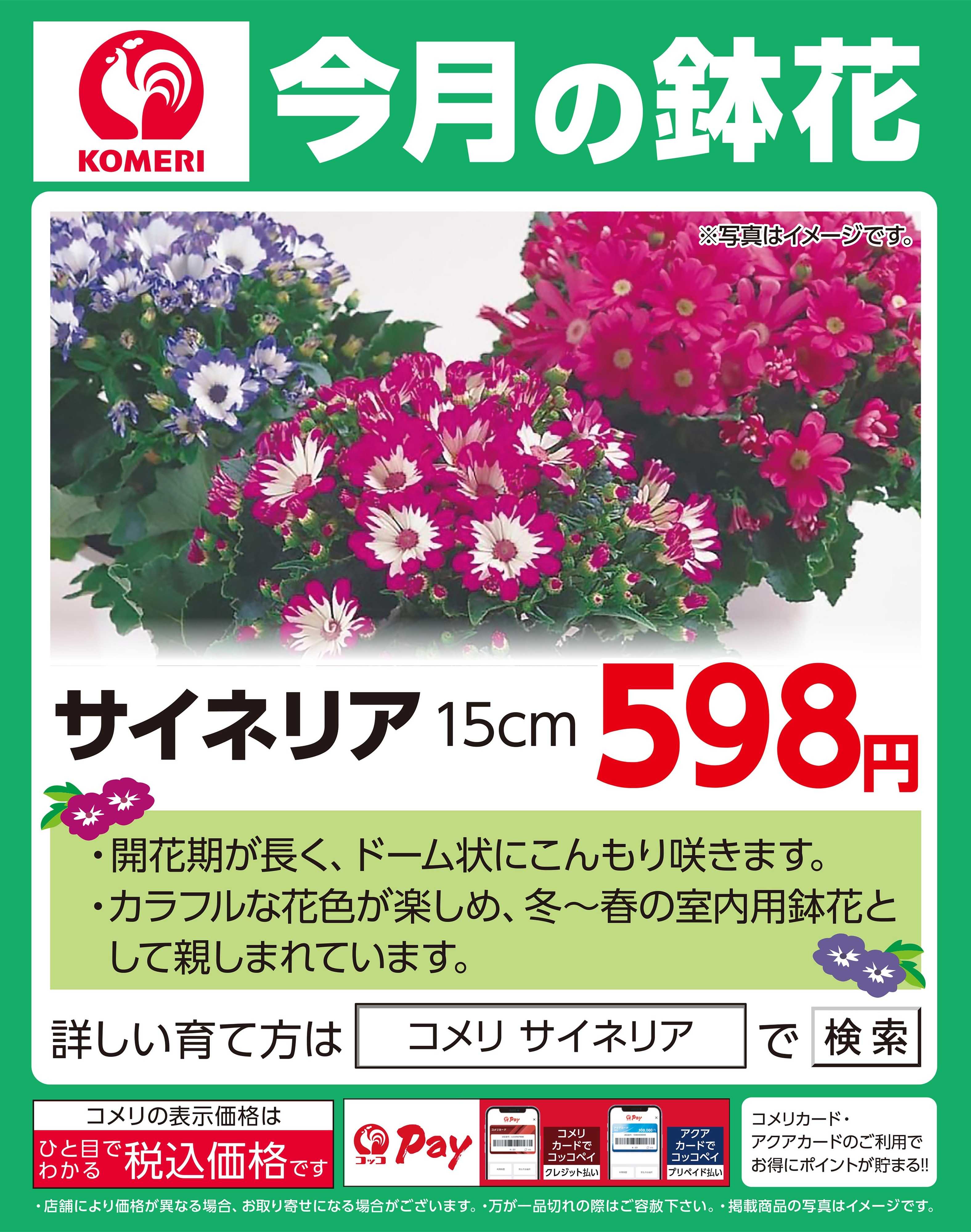 コメリハード＆グリーン 今月の鉢花 ～サイネリア～