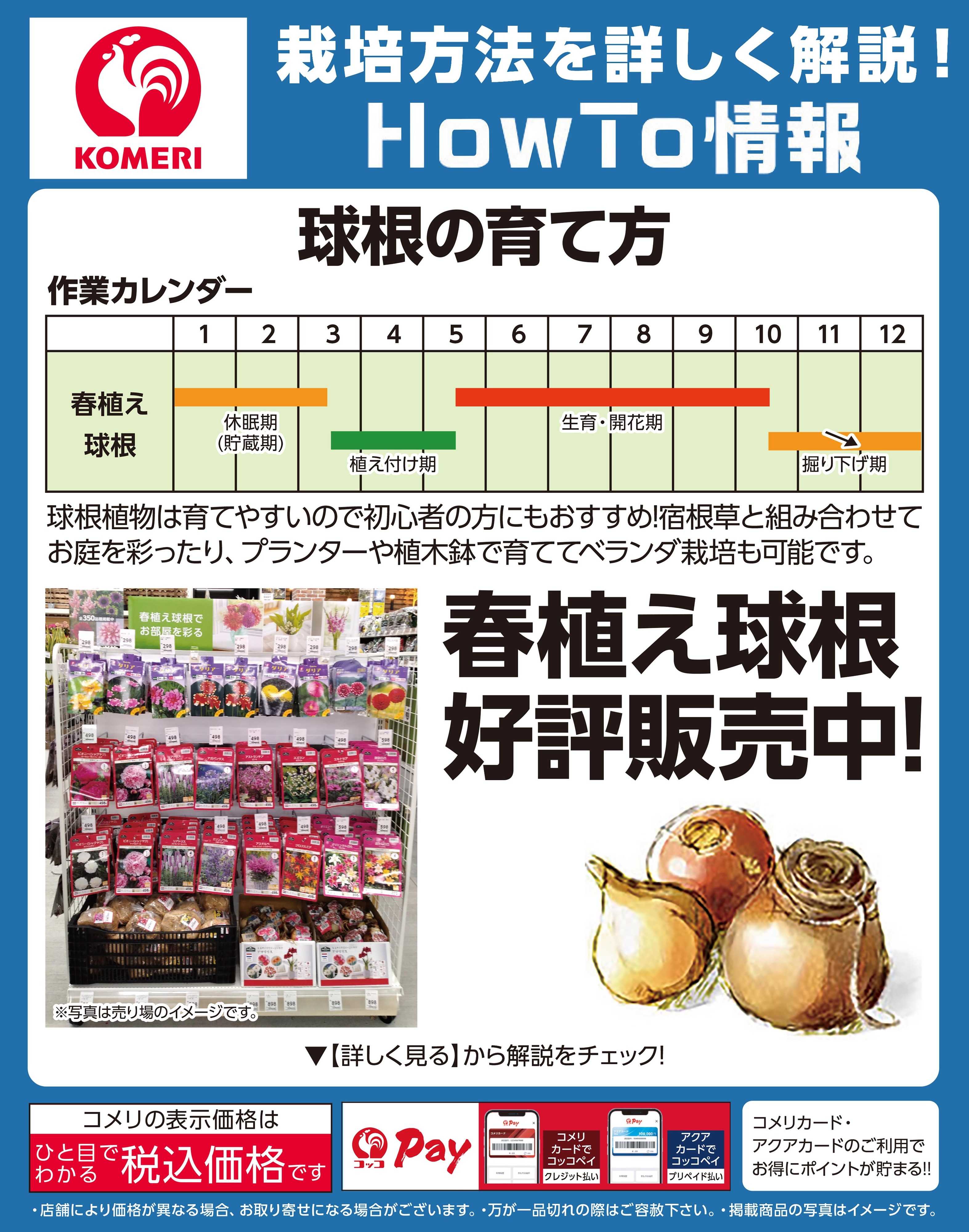 コメリハード＆グリーン コメリ 球根の育て方
