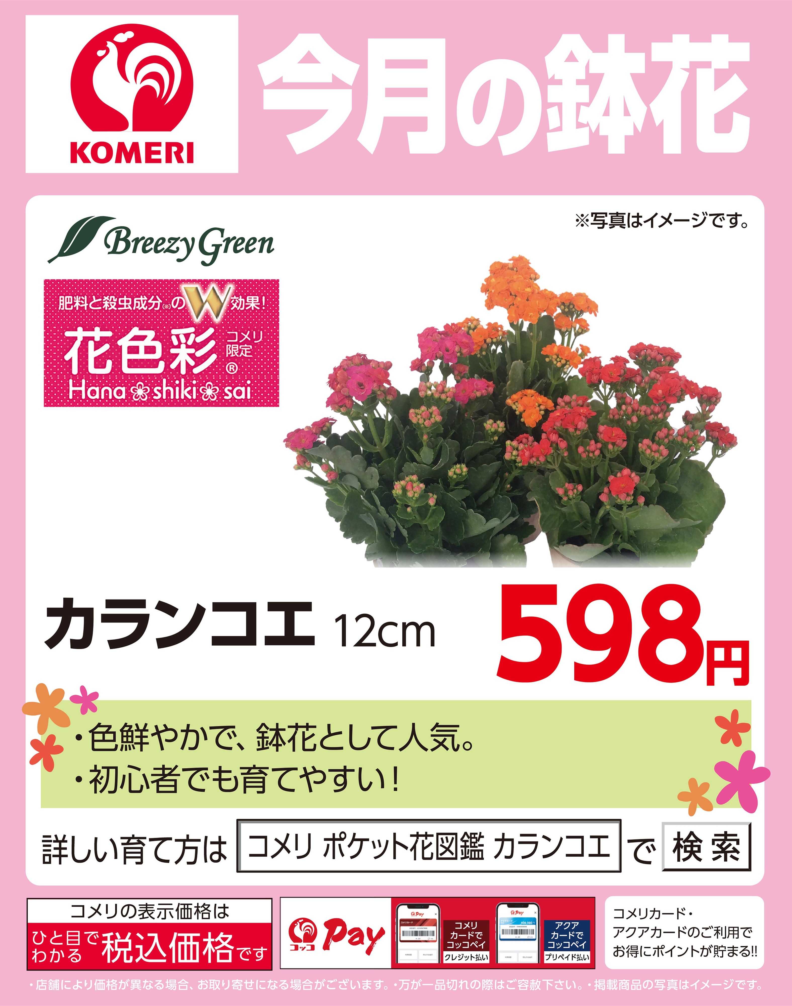 コメリハード＆グリーン 今月の鉢花 ～カランコエ～