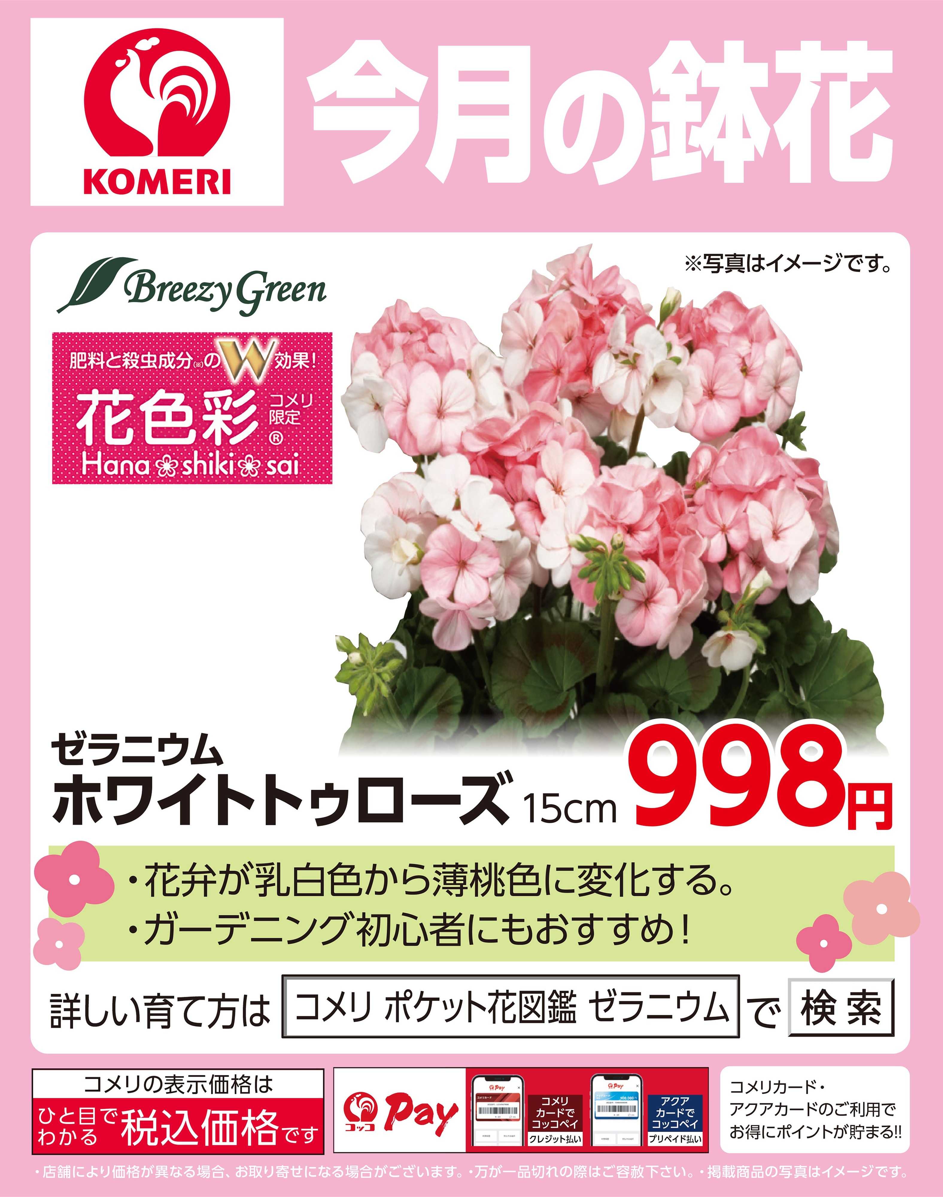 コメリハード＆グリーン 今月の鉢花 ～ゼラニウム～