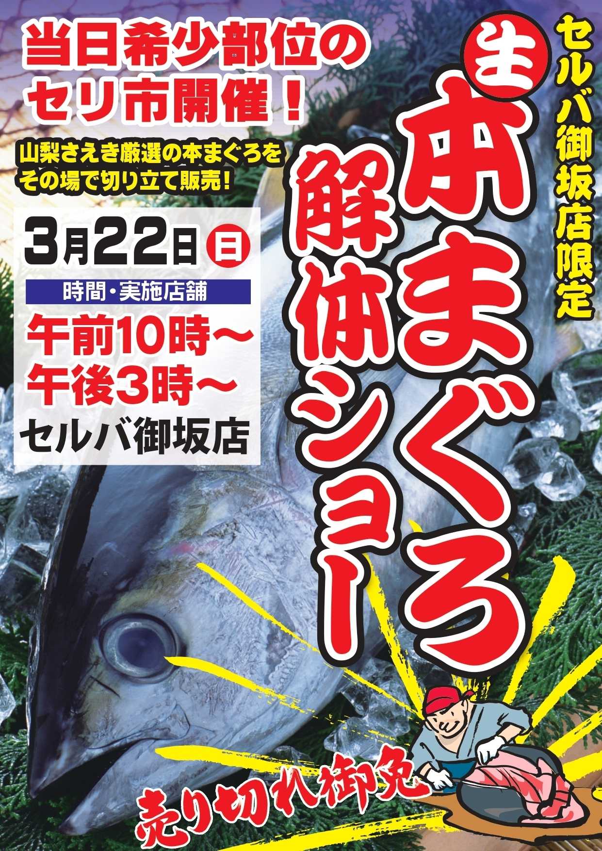 セルバ 3/22(日)【セルバ御坂店限定】まぐろ解体ショー開催！