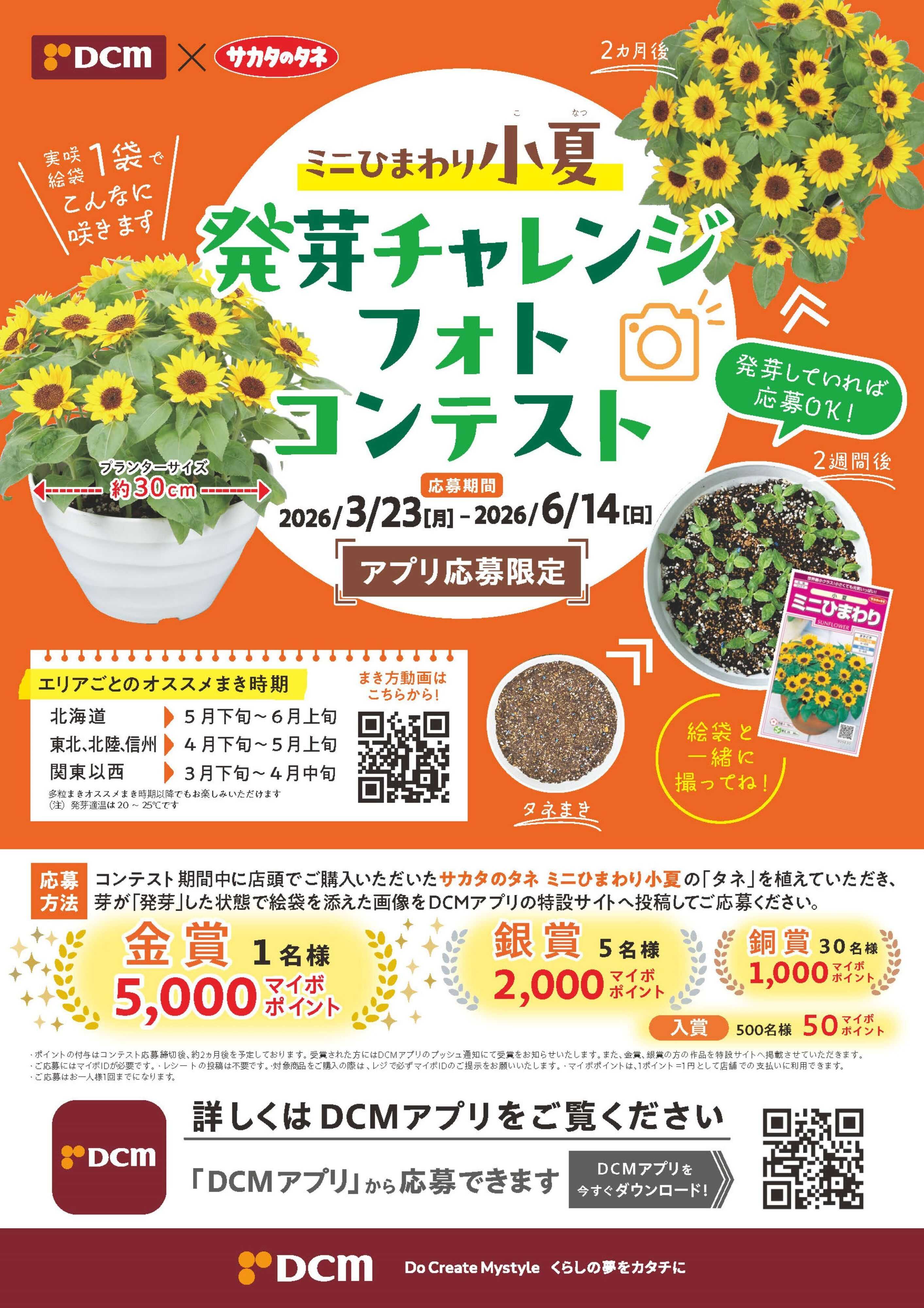 DCM ミニひまわり小夏 発芽チャレンジフォトコンテスト