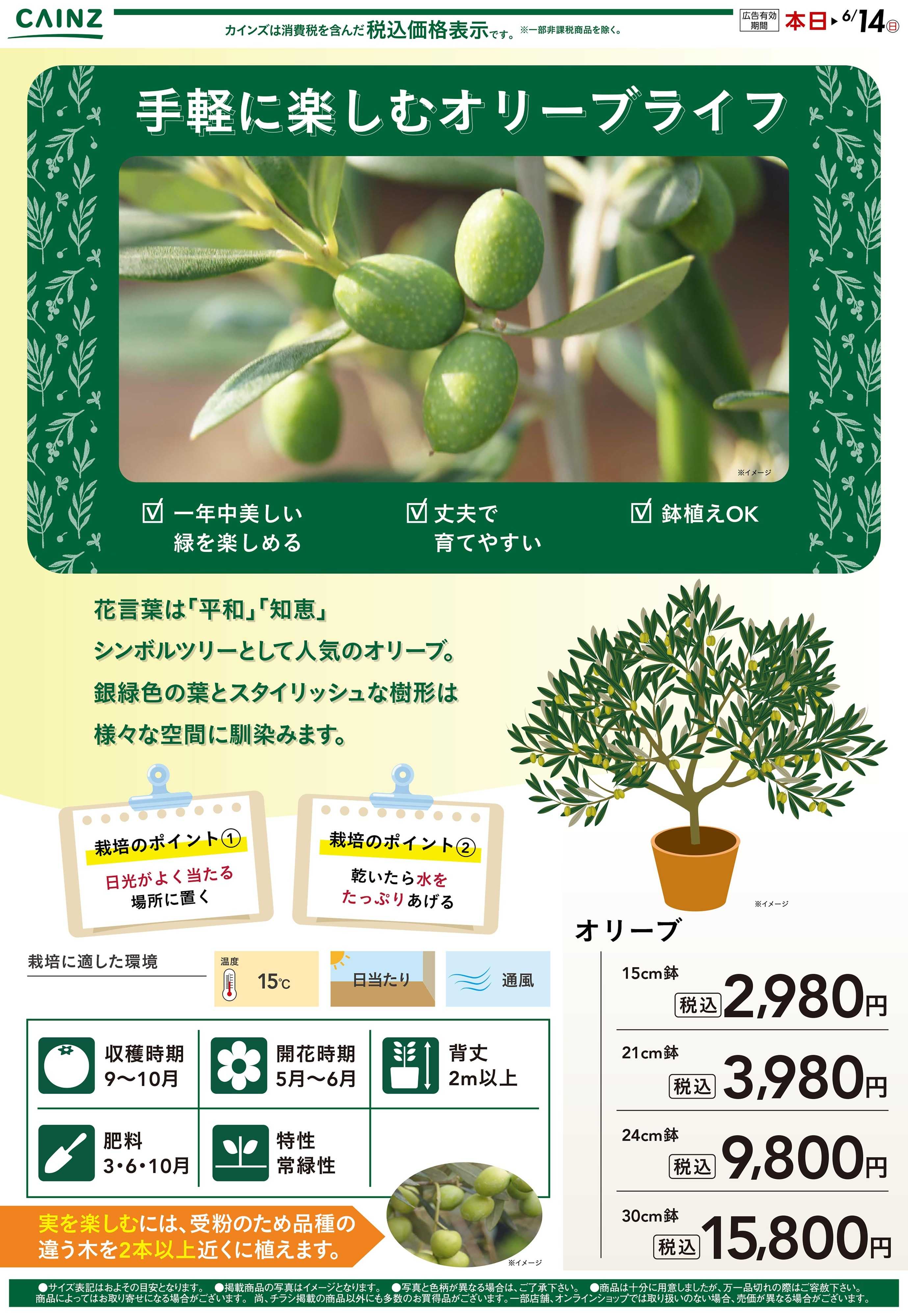 カインズ 手軽に楽しむオリーブライフ