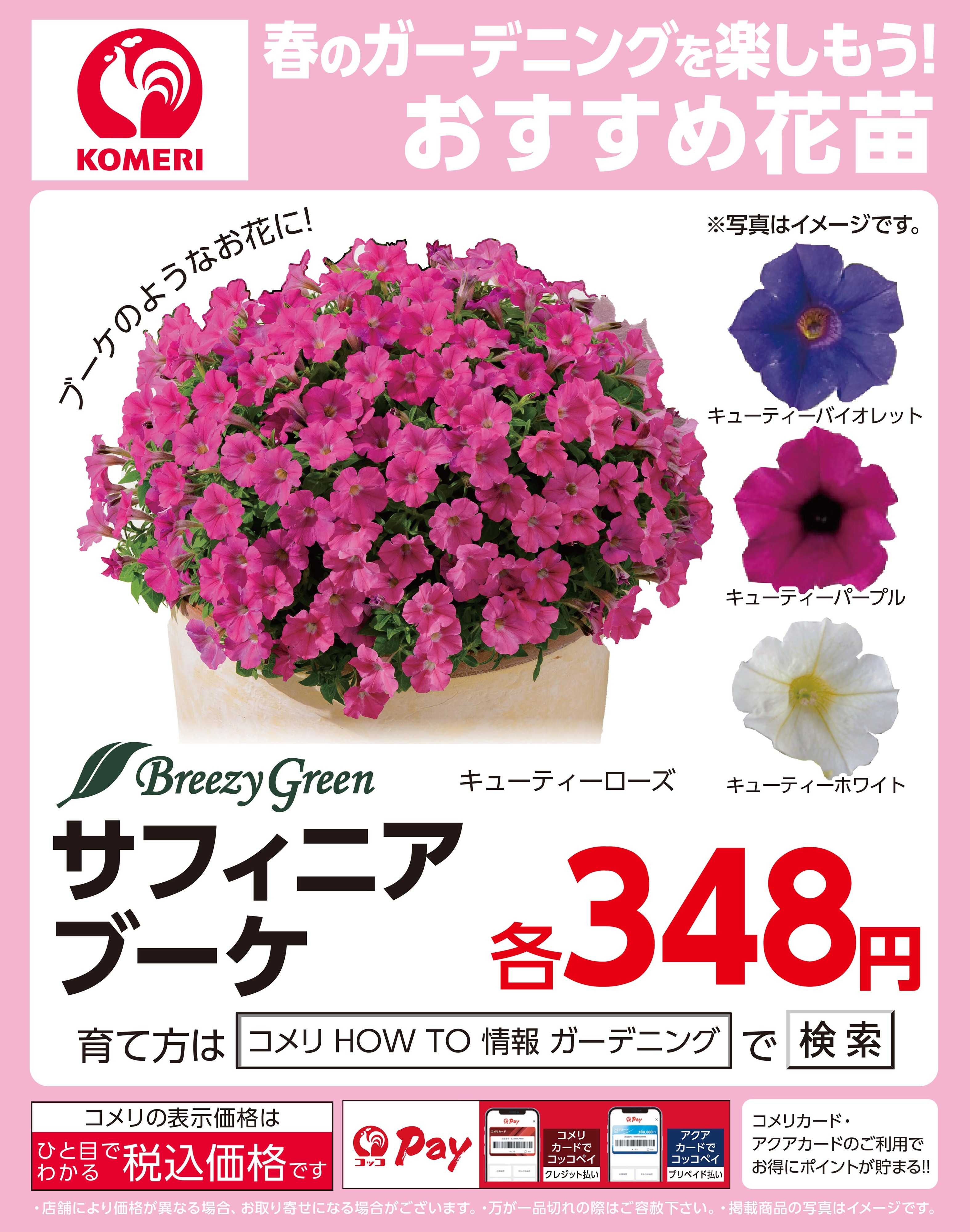 コメリハード＆グリーン 今月のおすすめ花苗～サフィニアブーケ～