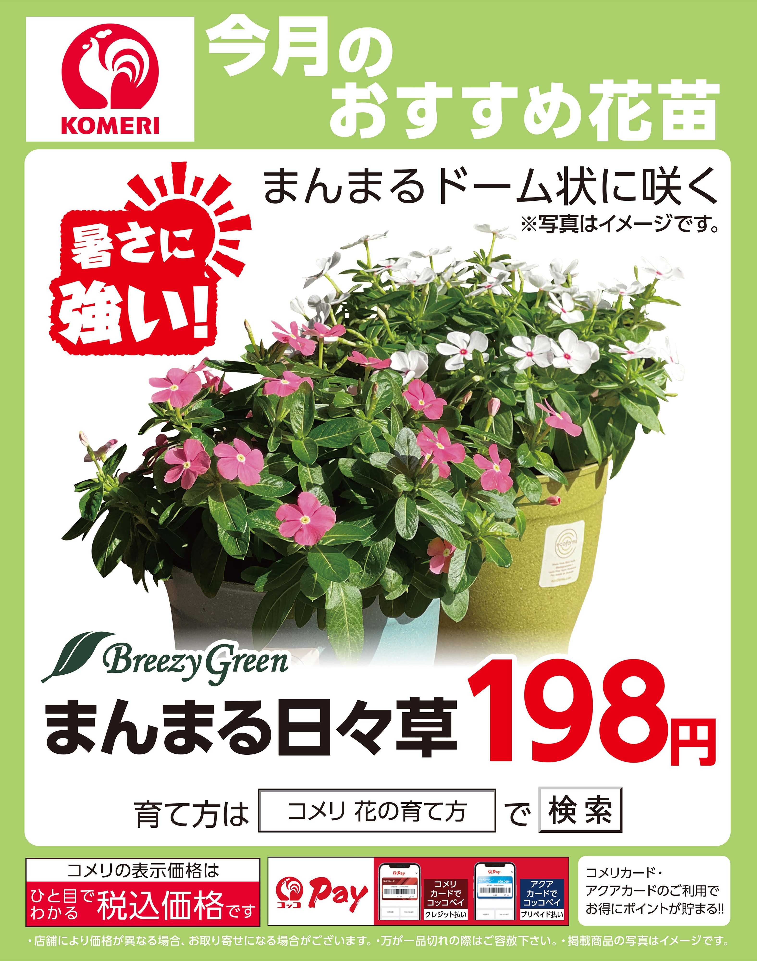 コメリハード＆グリーン こんもり日日草
