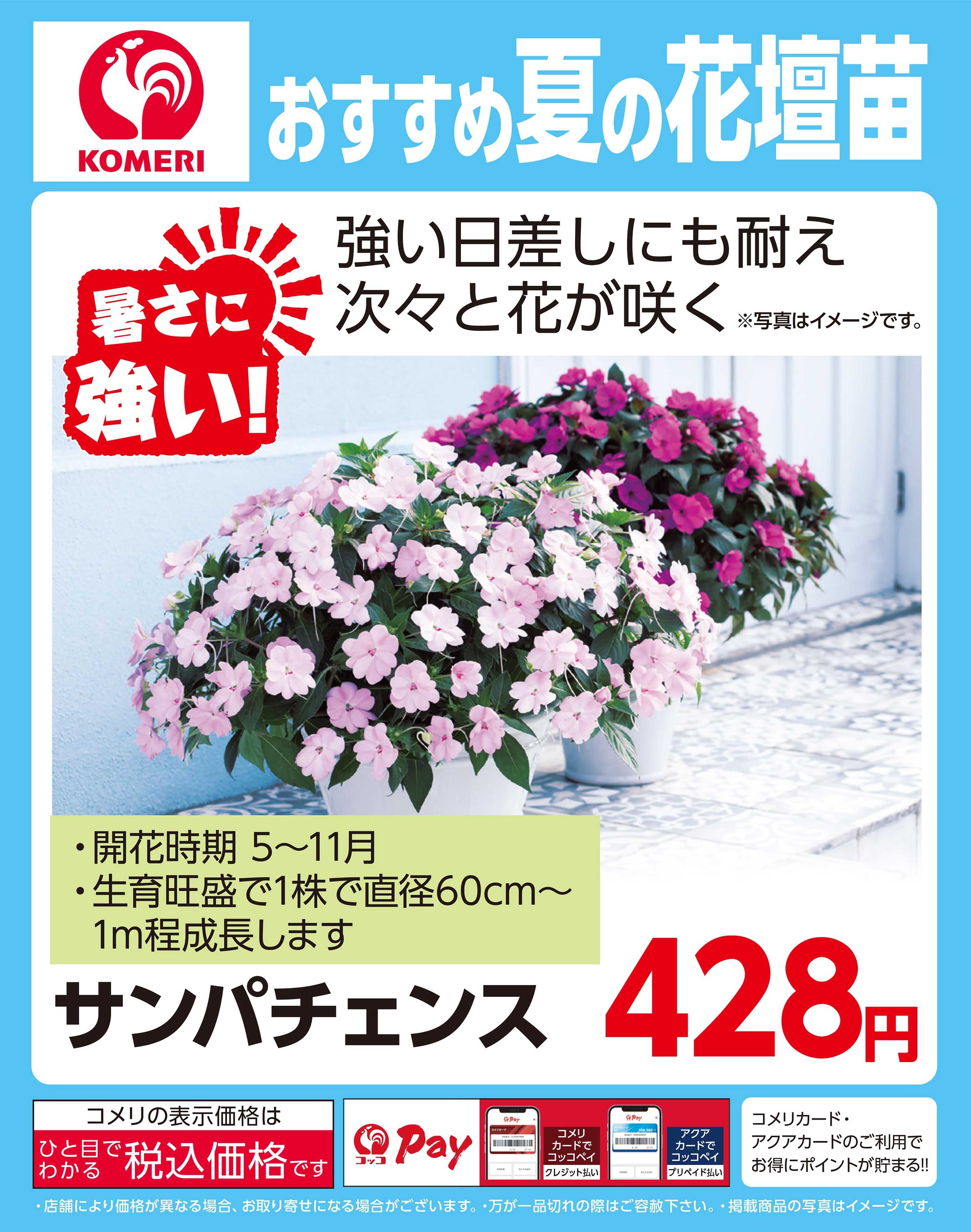 コメリパワー おすすめ夏の花壇苗～サンパチェンス～