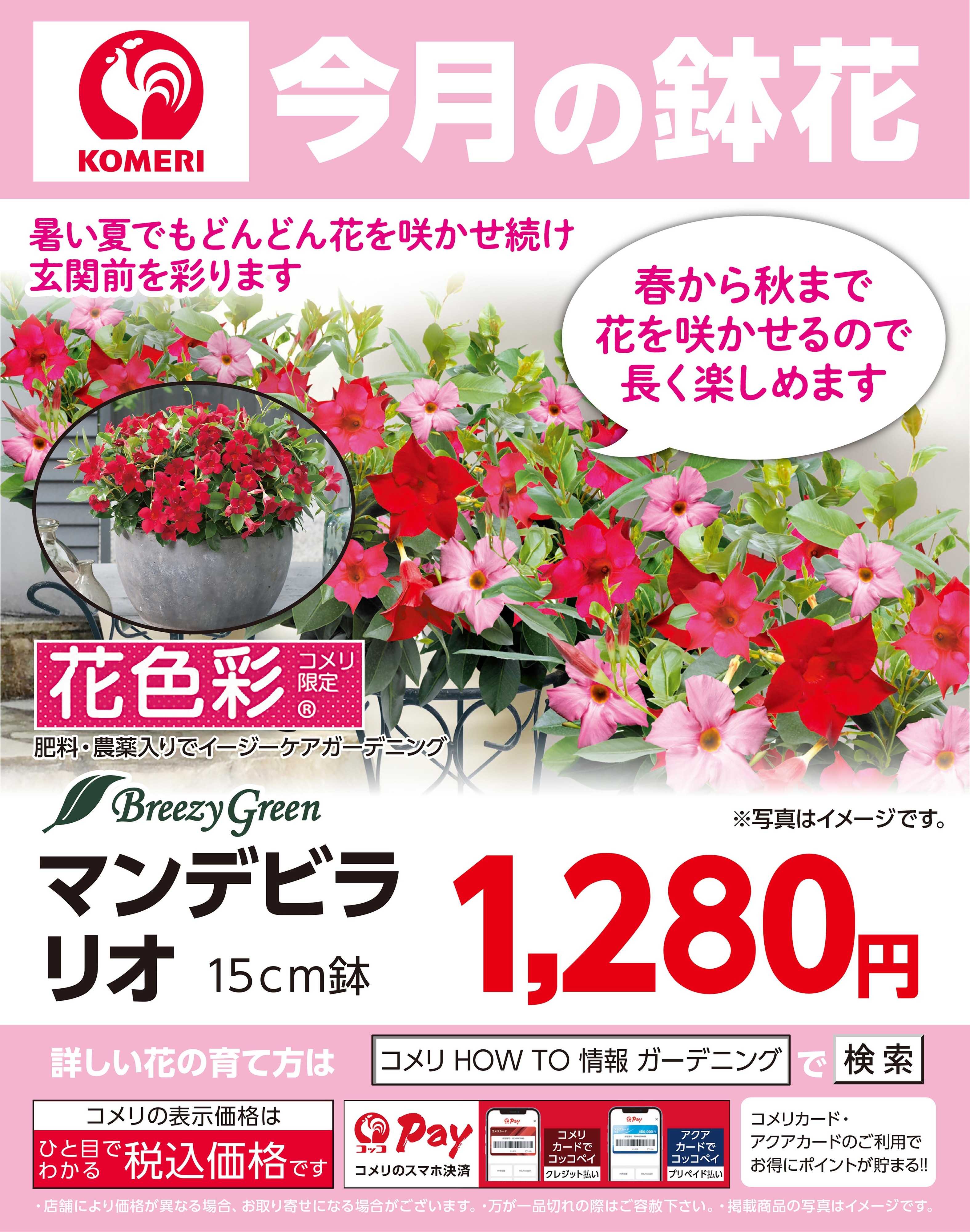 コメリハード＆グリーン コメリ 今月の鉢花