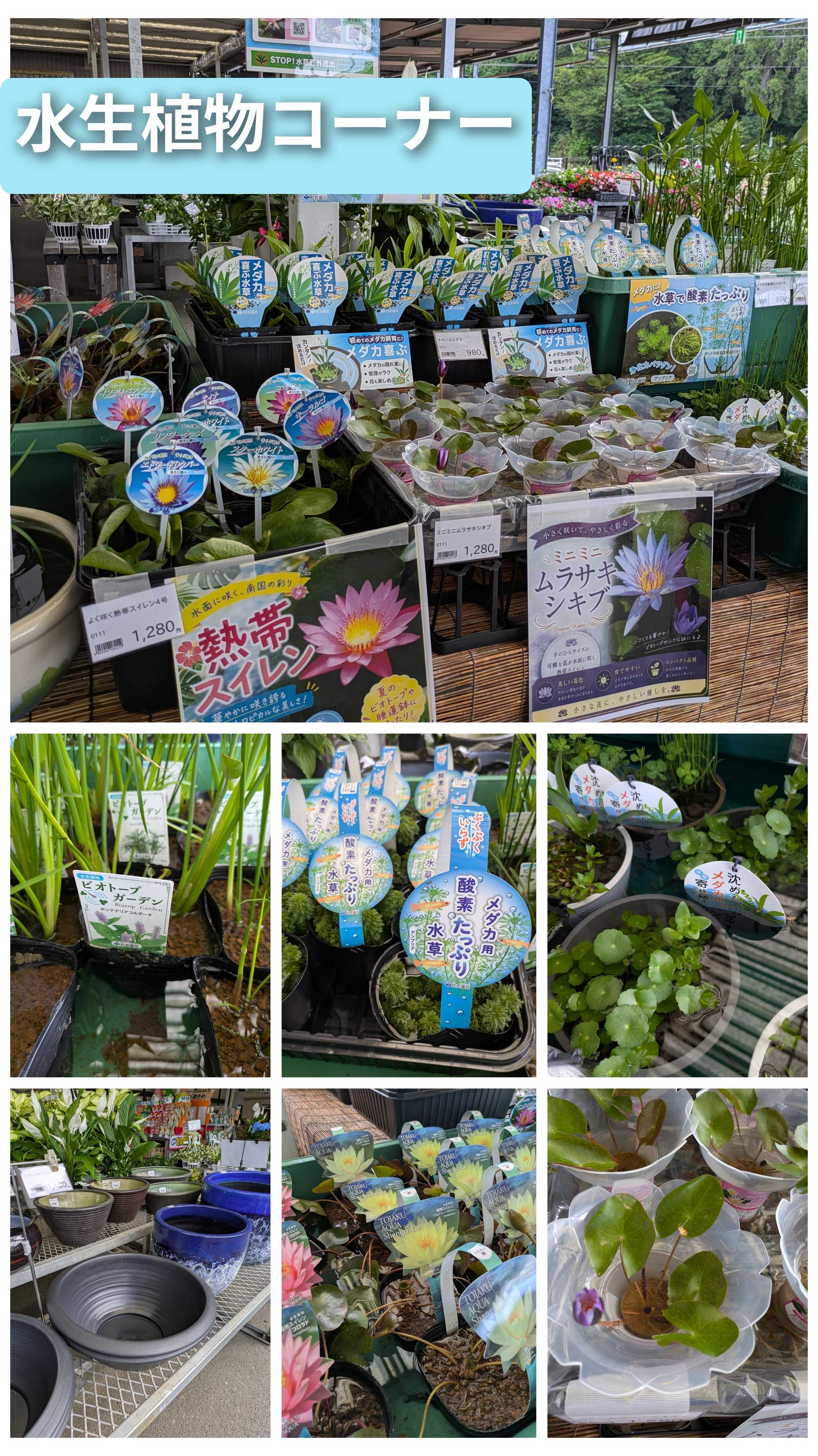 JAあいち豊田 涼し気な水生植物販売中