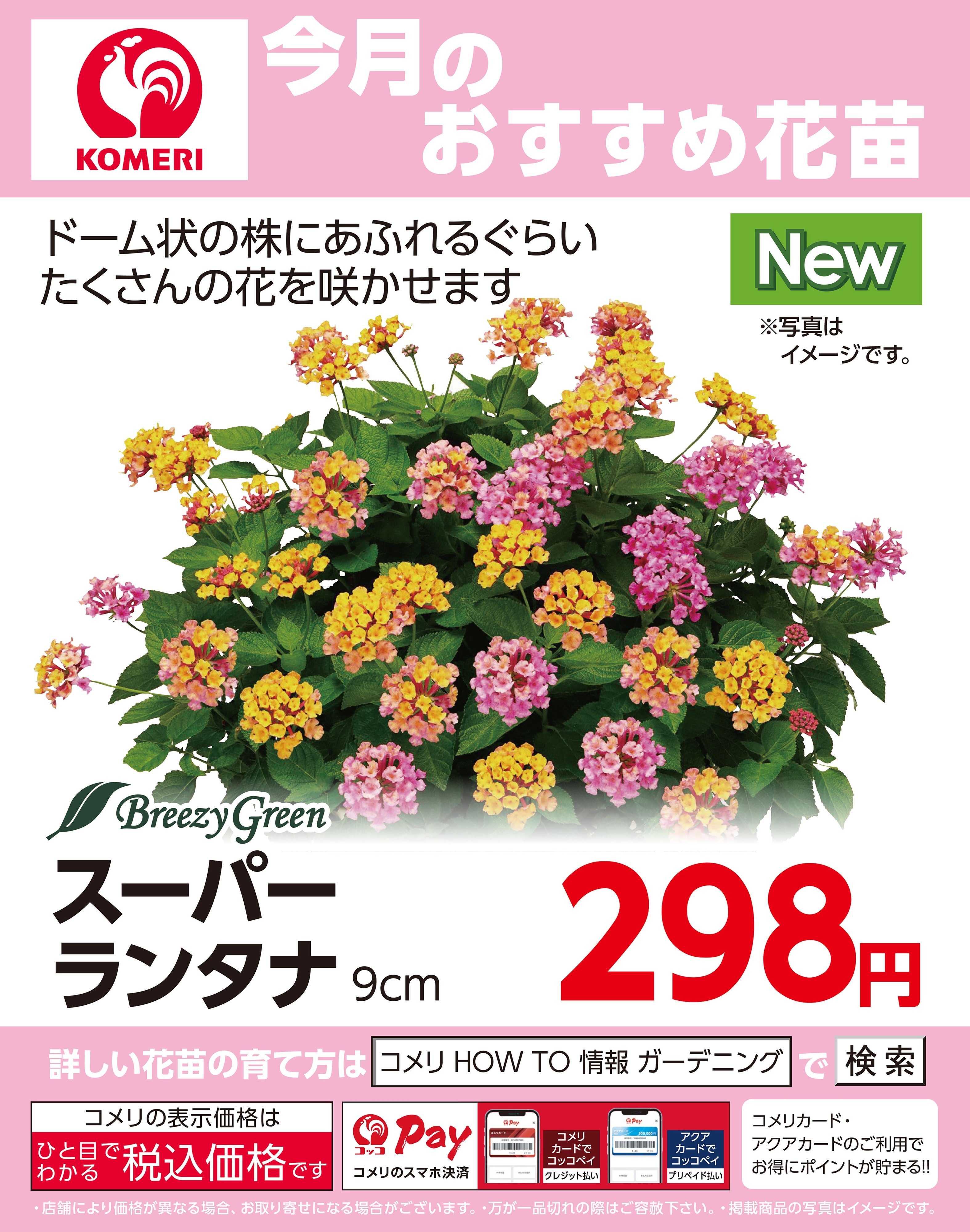 コメリパワー 今月のおすすめ花苗 スーパーランタナ