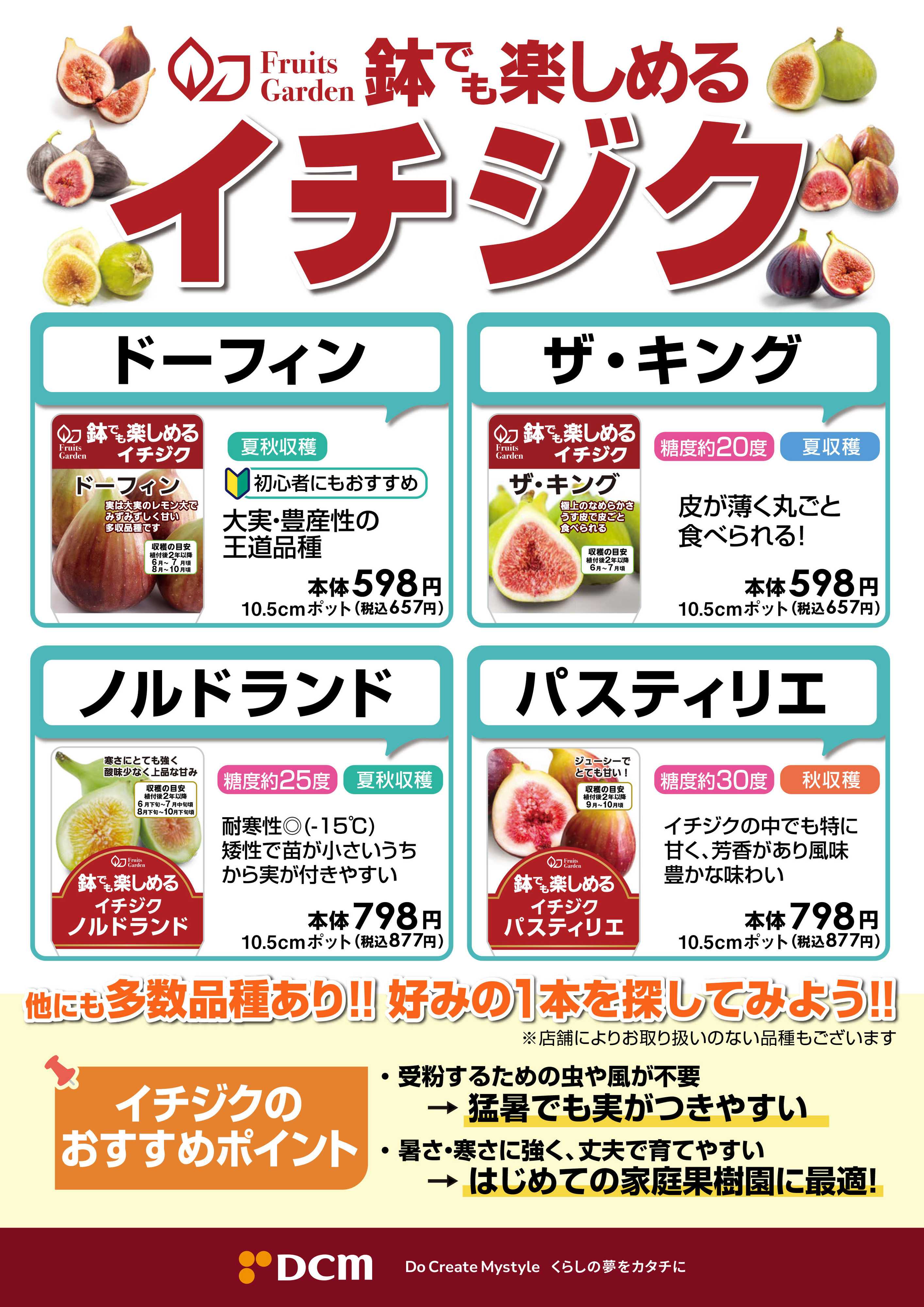 DCM はじめての家庭果樹園に！イチジクおすすめ品種