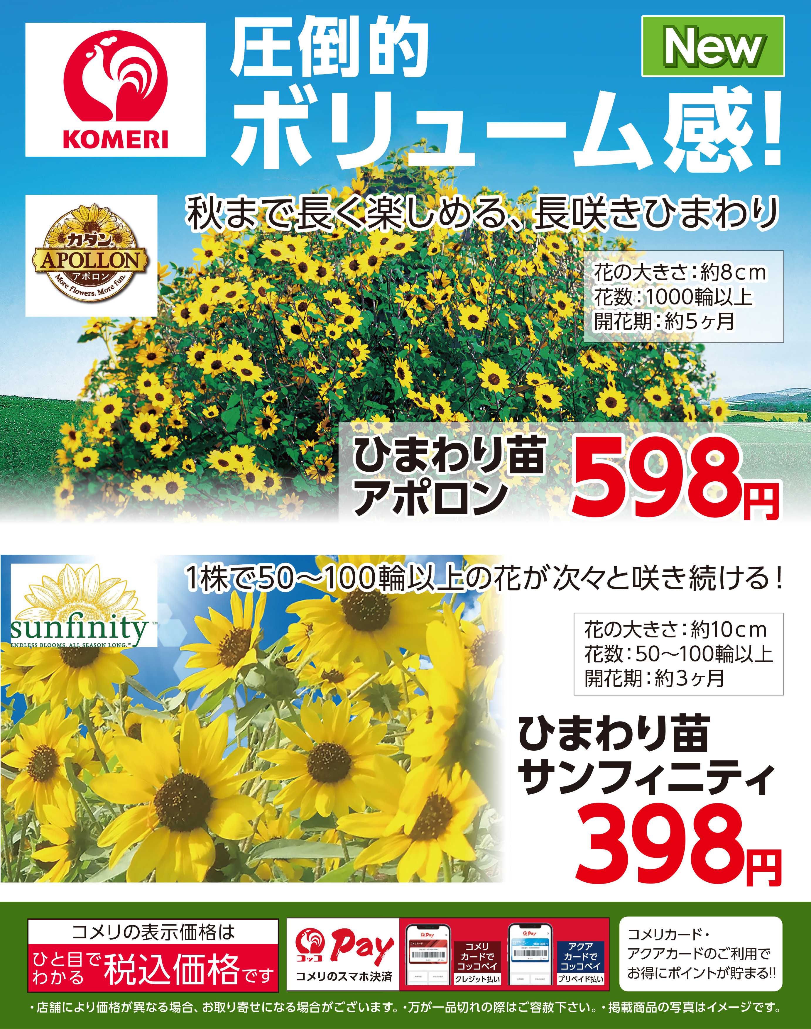 コメリハード＆グリーン ひまわり苗 ～圧倒的ボリューム感！～
