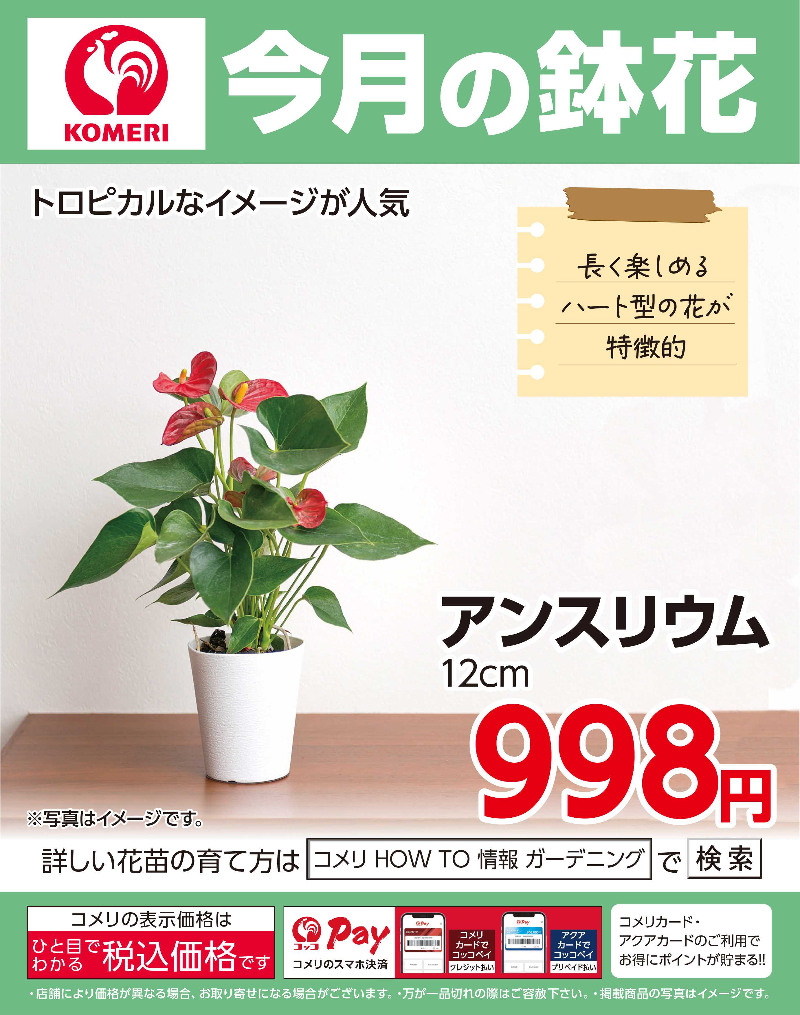 コメリハード＆グリーン 今月の鉢花