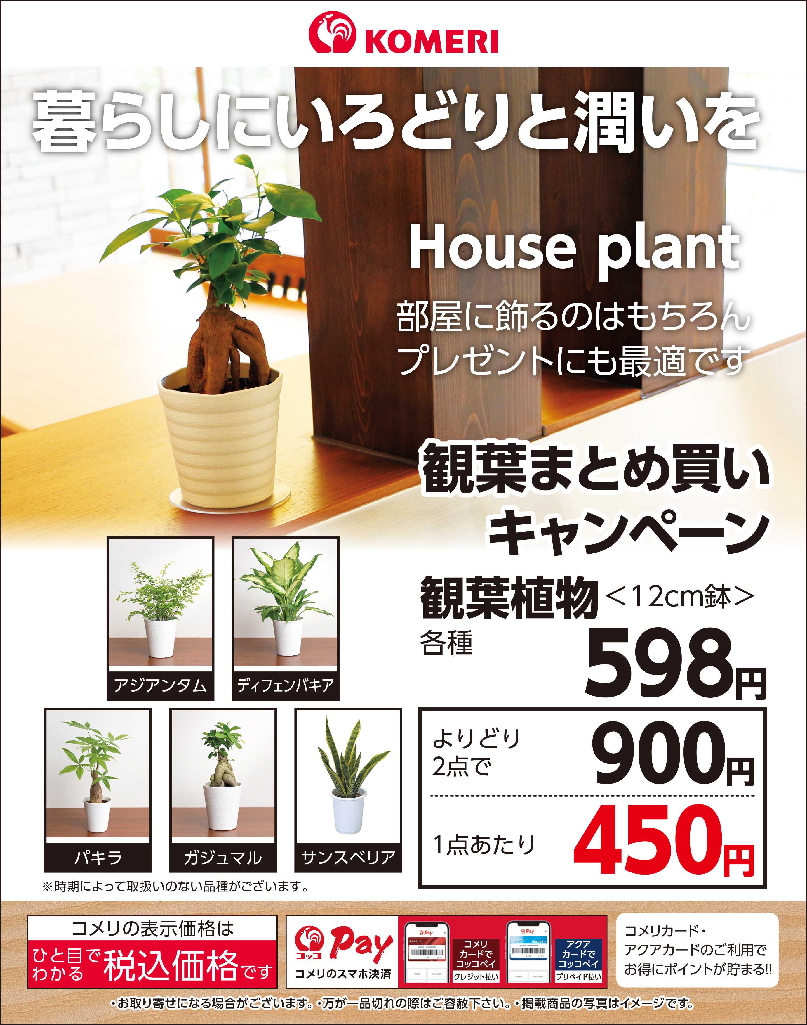 コメリハード＆グリーン 観葉まとめ買いキャンペーン