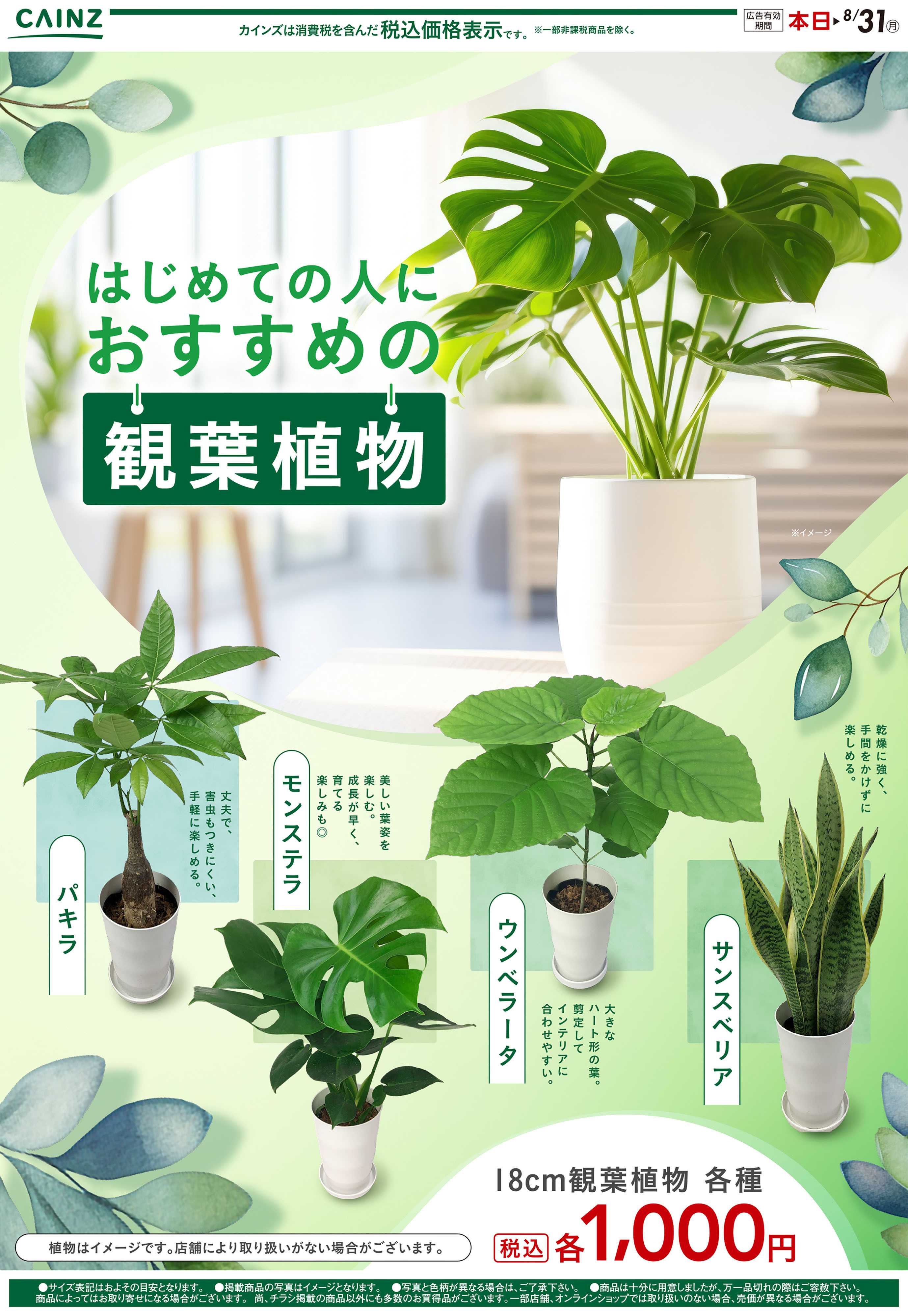 カインズ 観葉植物 7/23号○