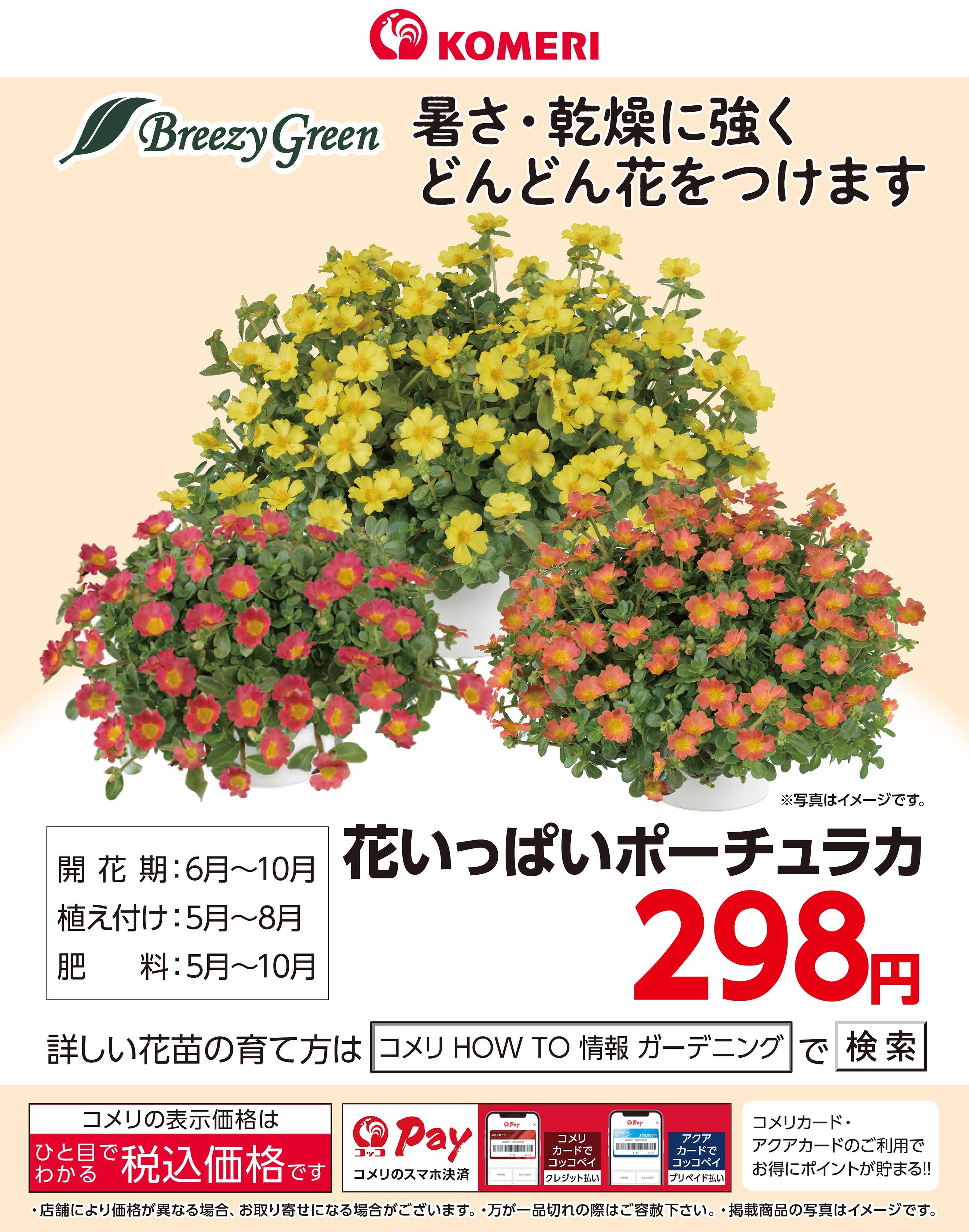 コメリハード＆グリーン 花いっぱいポーチュラカ