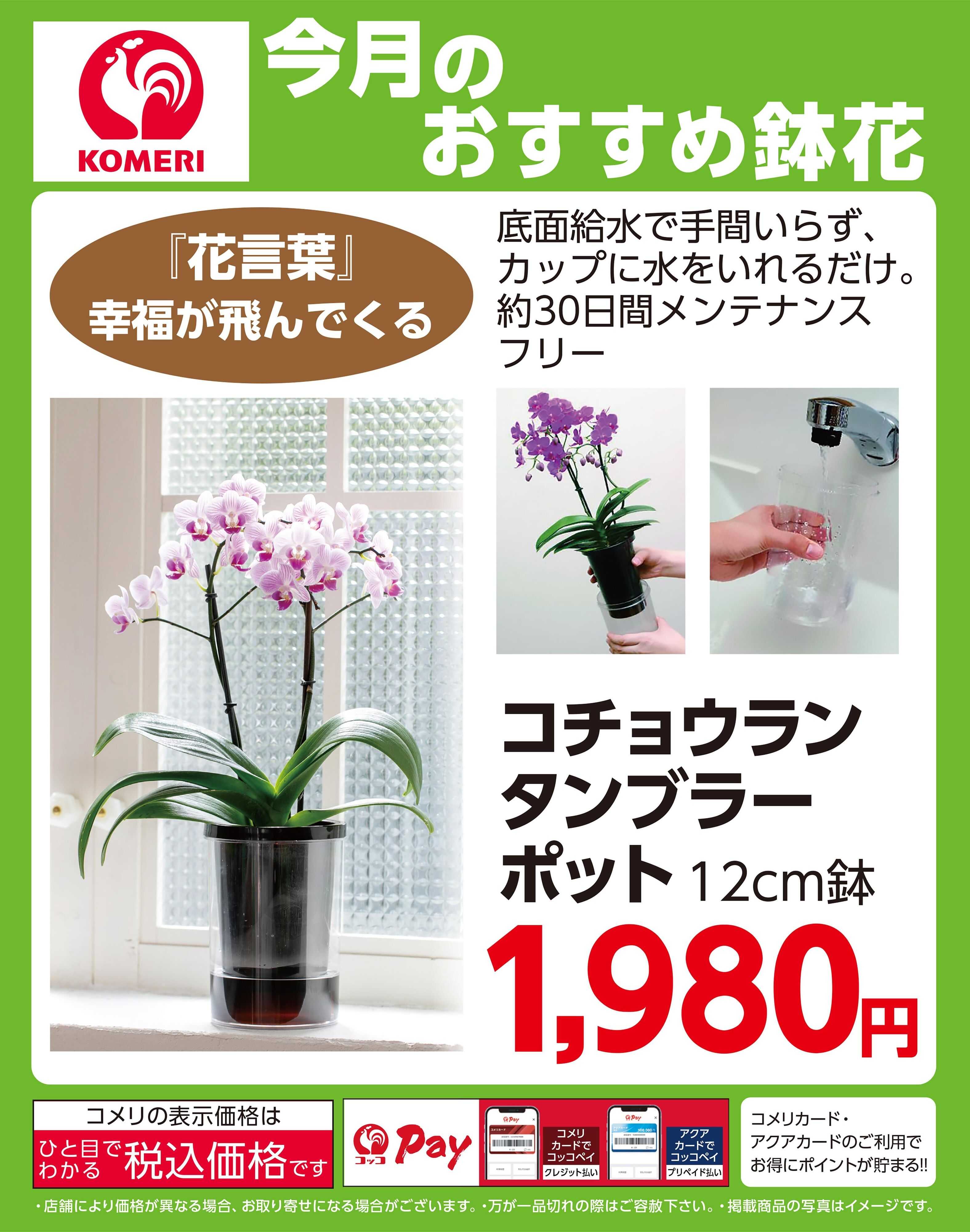 コメリハード＆グリーン 今月の鉢花