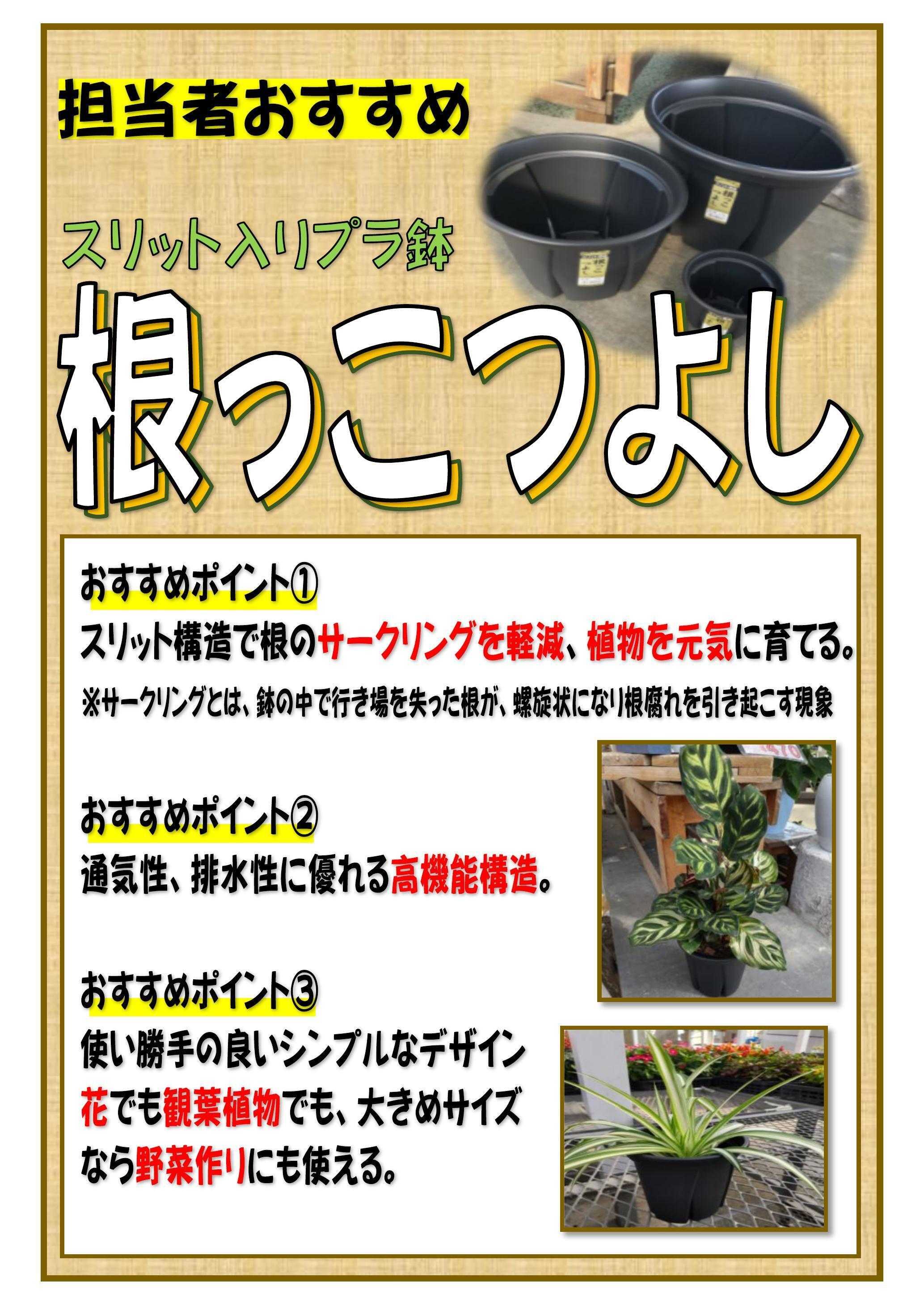 JAあいち海部 花・観葉植物におすすめの鉢！「根っこつよし」