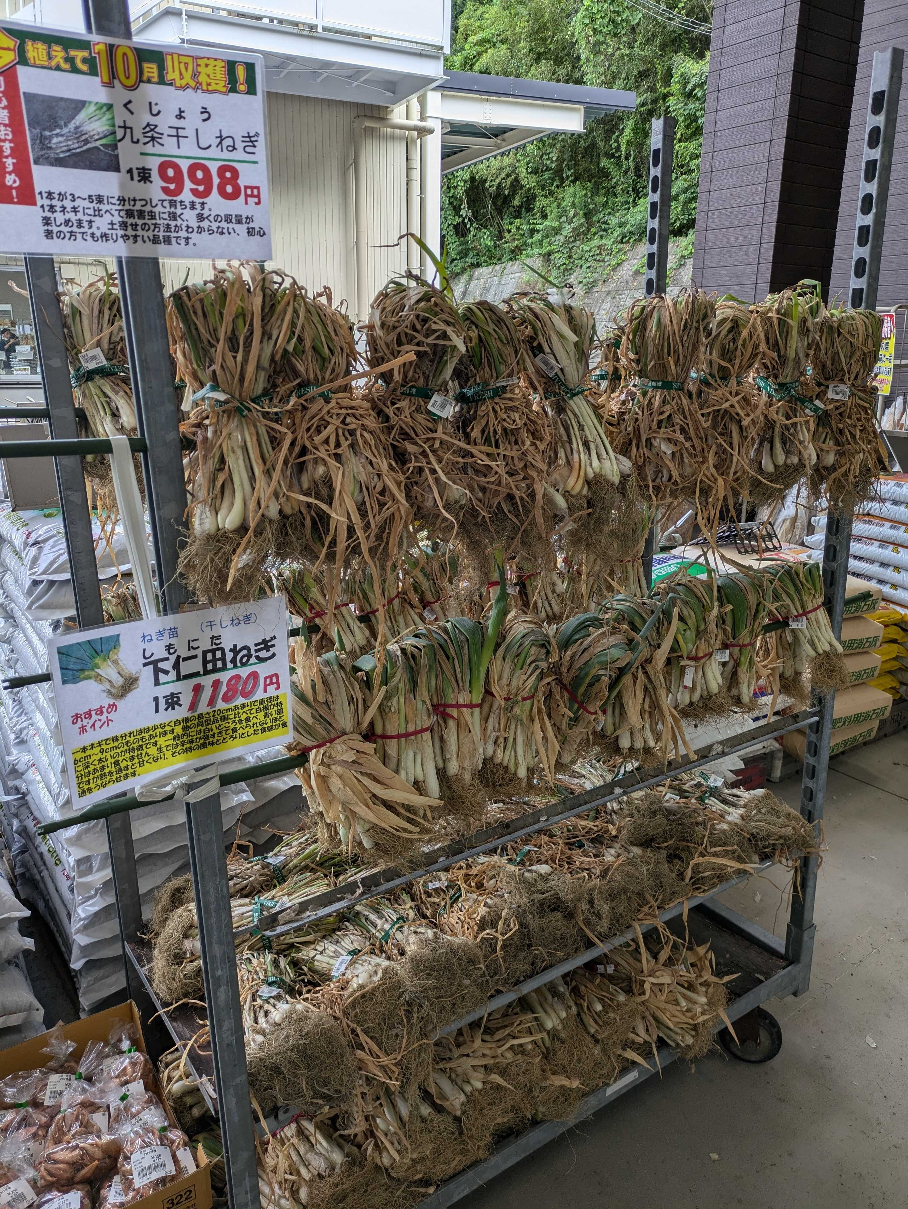 JAあいち豊田 ネギ苗