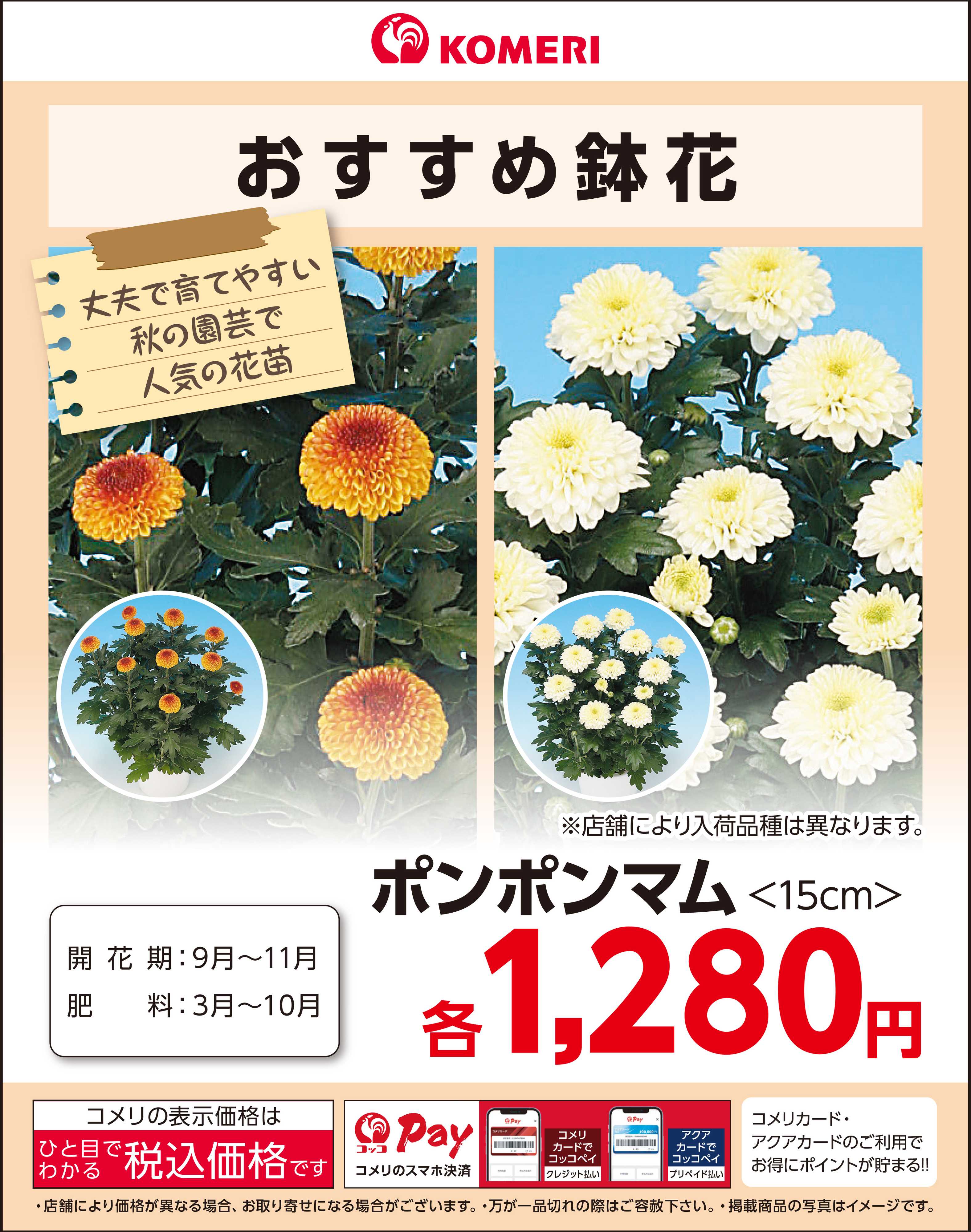 コメリハード＆グリーン  〈おすすめ鉢花〉ポンポンマム