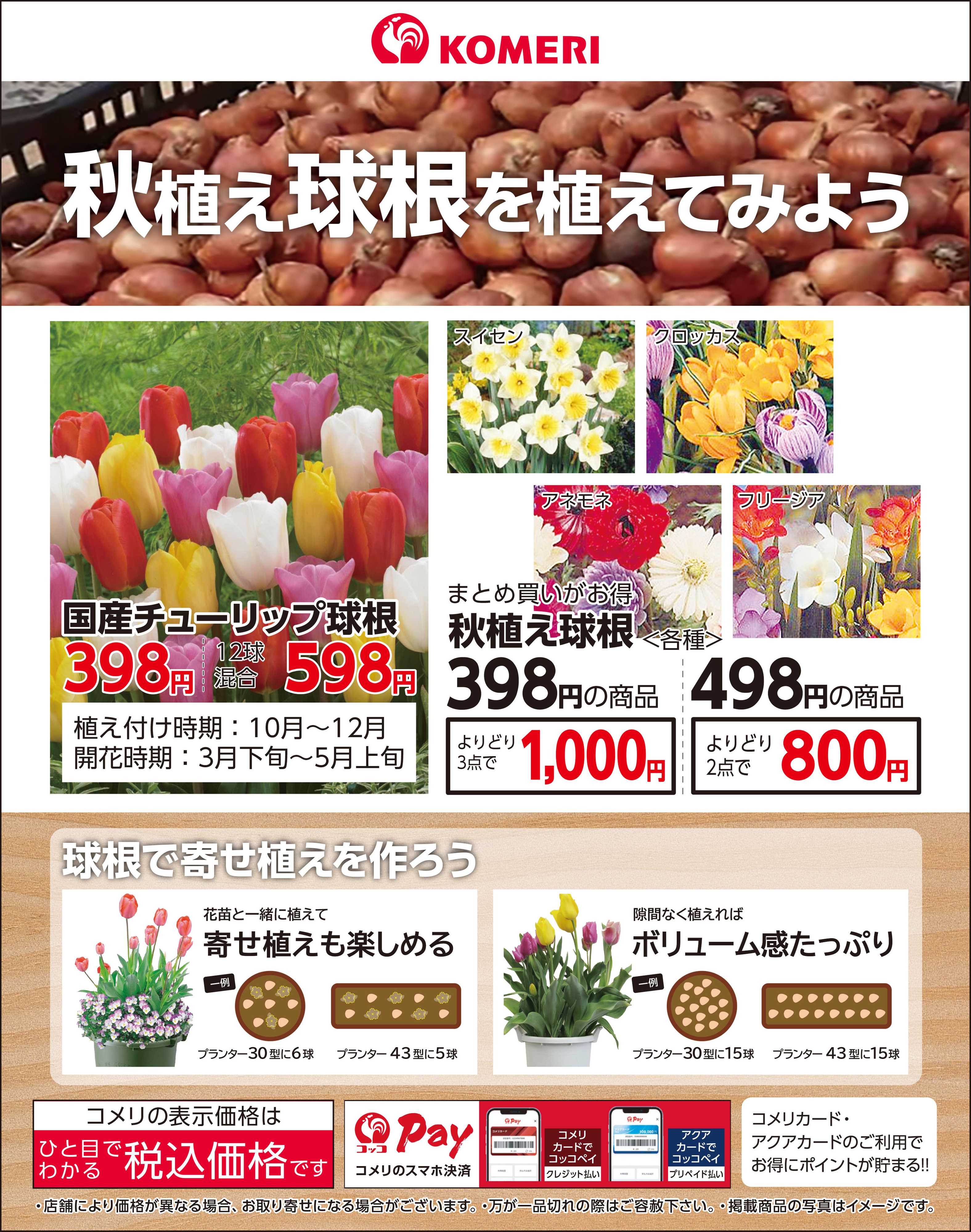 コメリハード＆グリーン 秋植え球根を植えてみよう