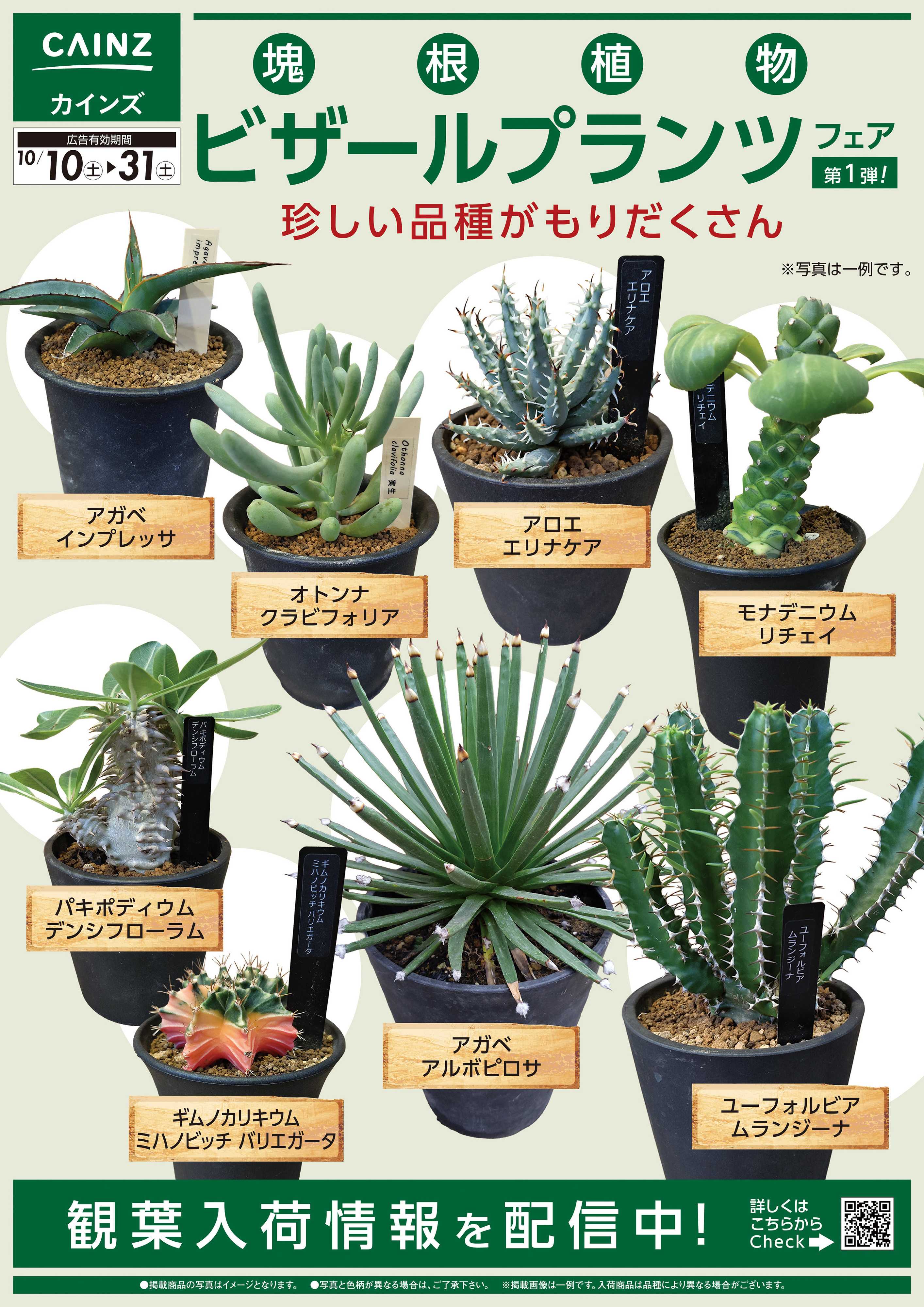 カインズ 塊根植物フェア10/10号