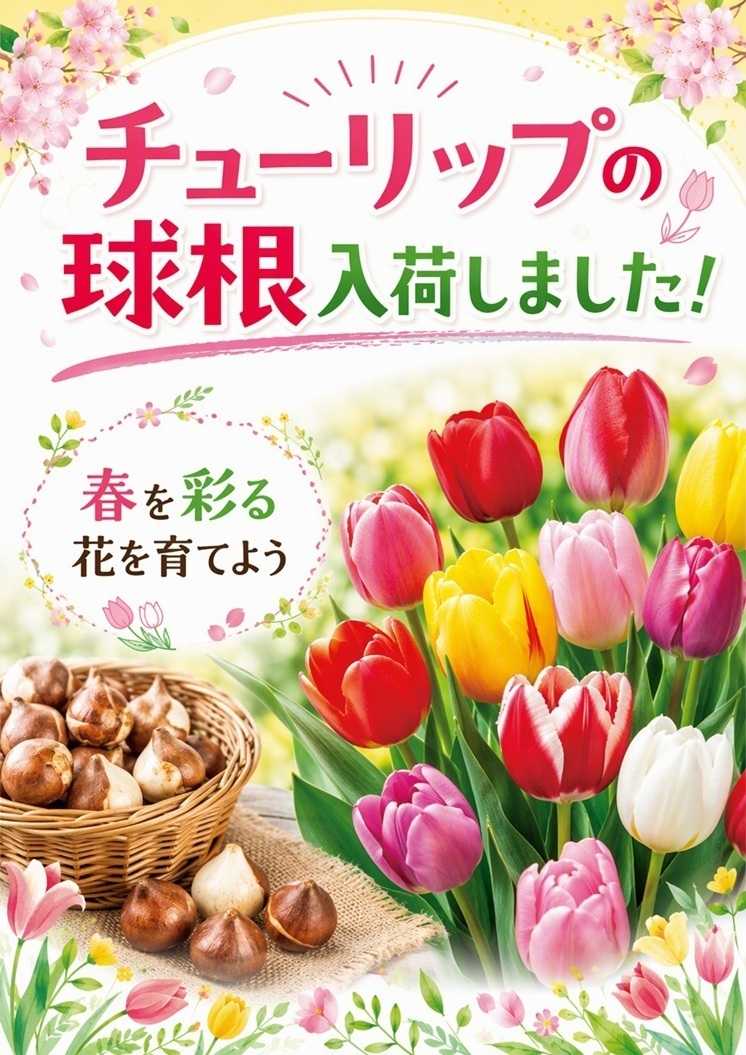 スーパービバホーム 春の彩り！球根入荷しました！