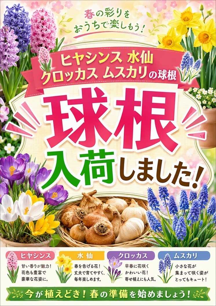スーパービバホーム 春の彩り！球根入荷しました！