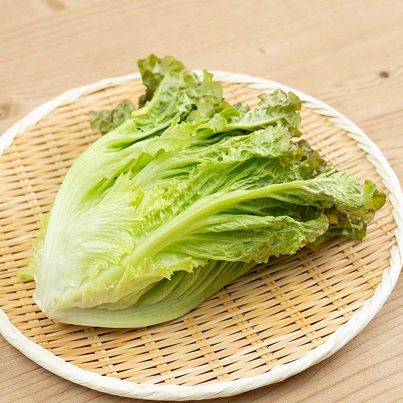 サニーレタス | クラシルチラシ