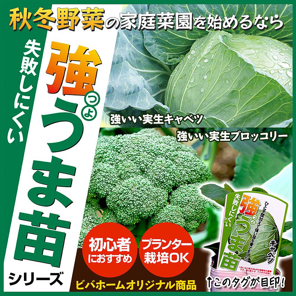 スーパービバホーム 三郷店のチラシ 特価情報 クラシルチラシ
