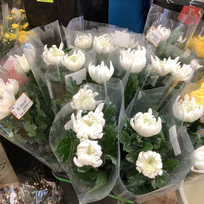 大菊 | クラシルチラシ