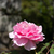 Profile picture small