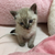 あんこ