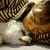Profile picture small