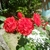 Profile picture small