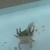 ういちゃん