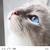 Profile picture small