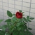 Profile picture small