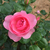 Profile picture small