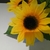 Profile picture small