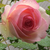 Profile picture small