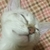 ハル