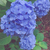 Profile picture small