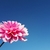 Profile picture small