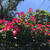 薔薇