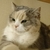みけねこ