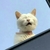 Profile picture small
