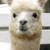 Profile picture small