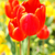 Profile picture small