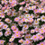 Profile picture small